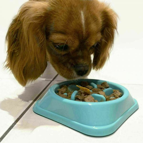 Pet Slow Feeder Dog Bowl Feeding Bowl Toy Creative Cat Top Quality 2021 New (9)